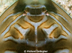 Aerial view (breaking the golden rule, I know!!) of an Ea... by Michael Gallagher 